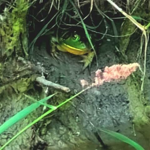 Observation de la faune