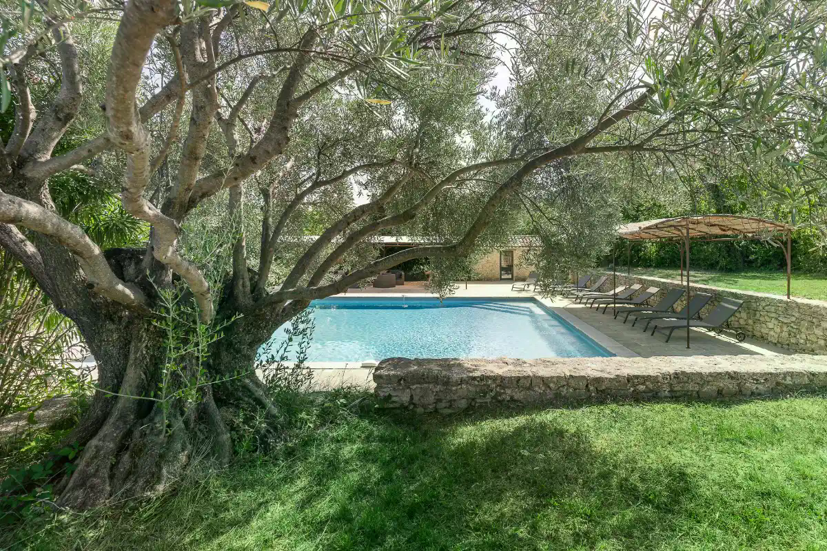 Heated swimming pool at a luxury villa in Provence surrounded by olive trees