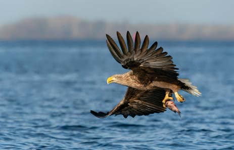 Sea eagle in flight