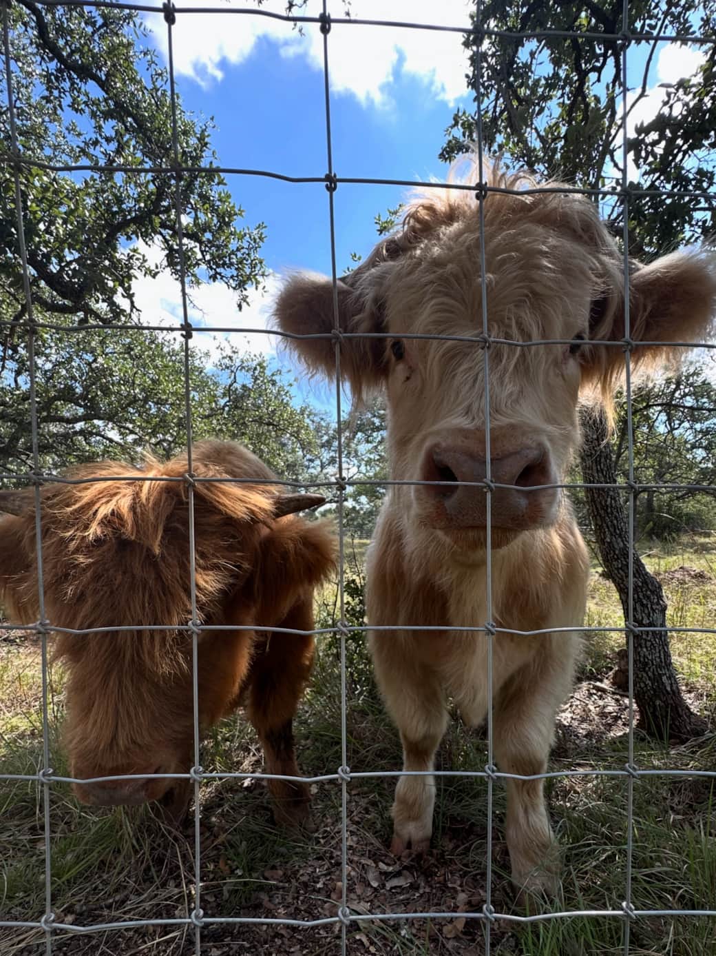 Come visit our sweet mini highland cows Come visit our sweet mini highland cows