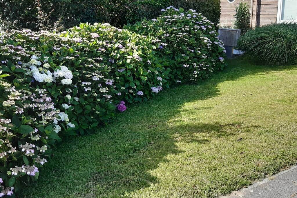Hortensia