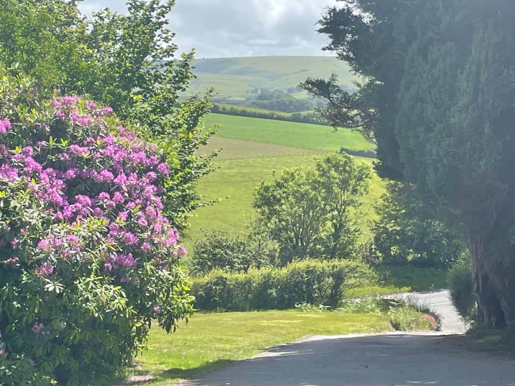 View from Linnet