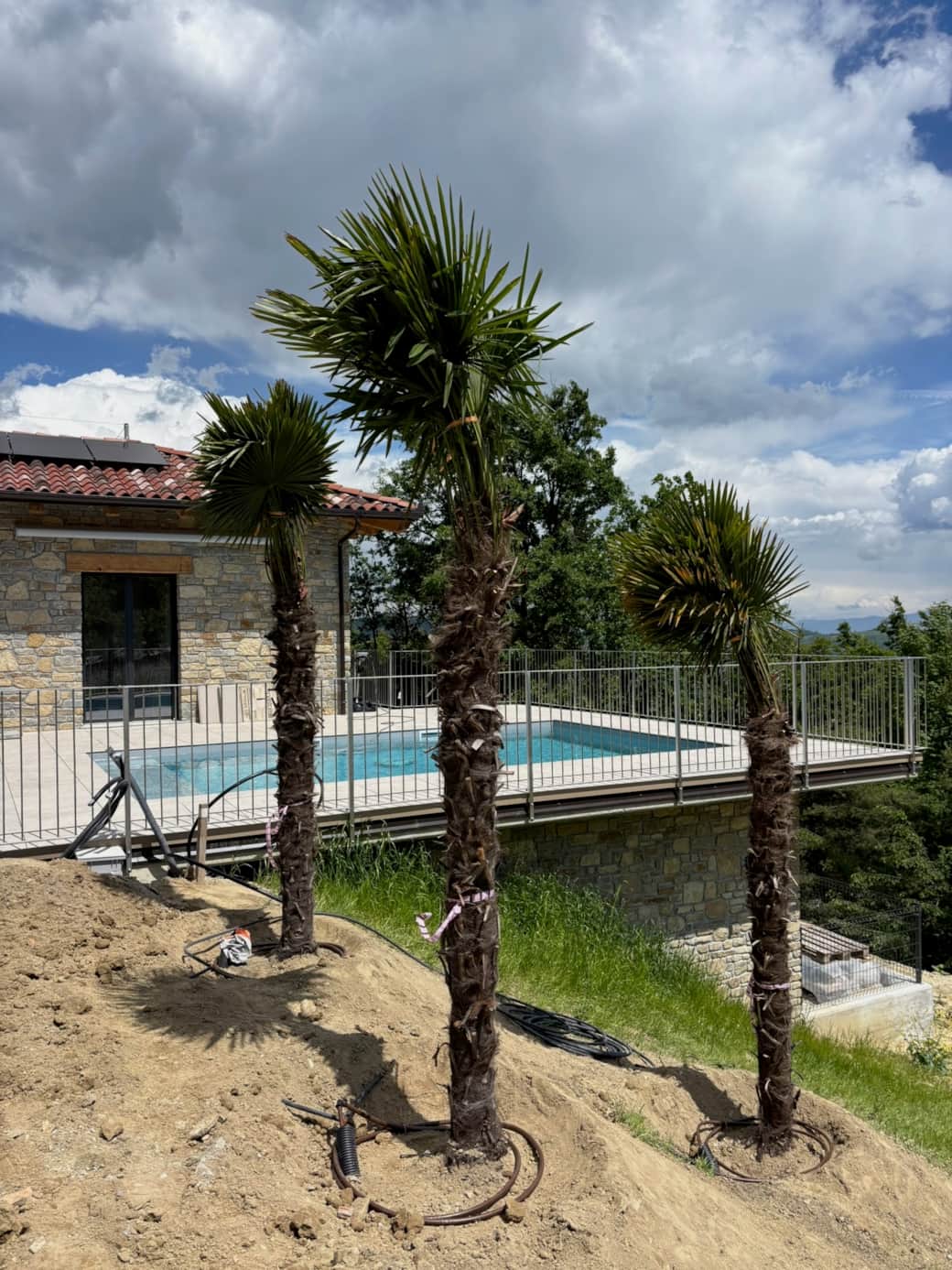 PINI - Pool und Terrasse, Palmen