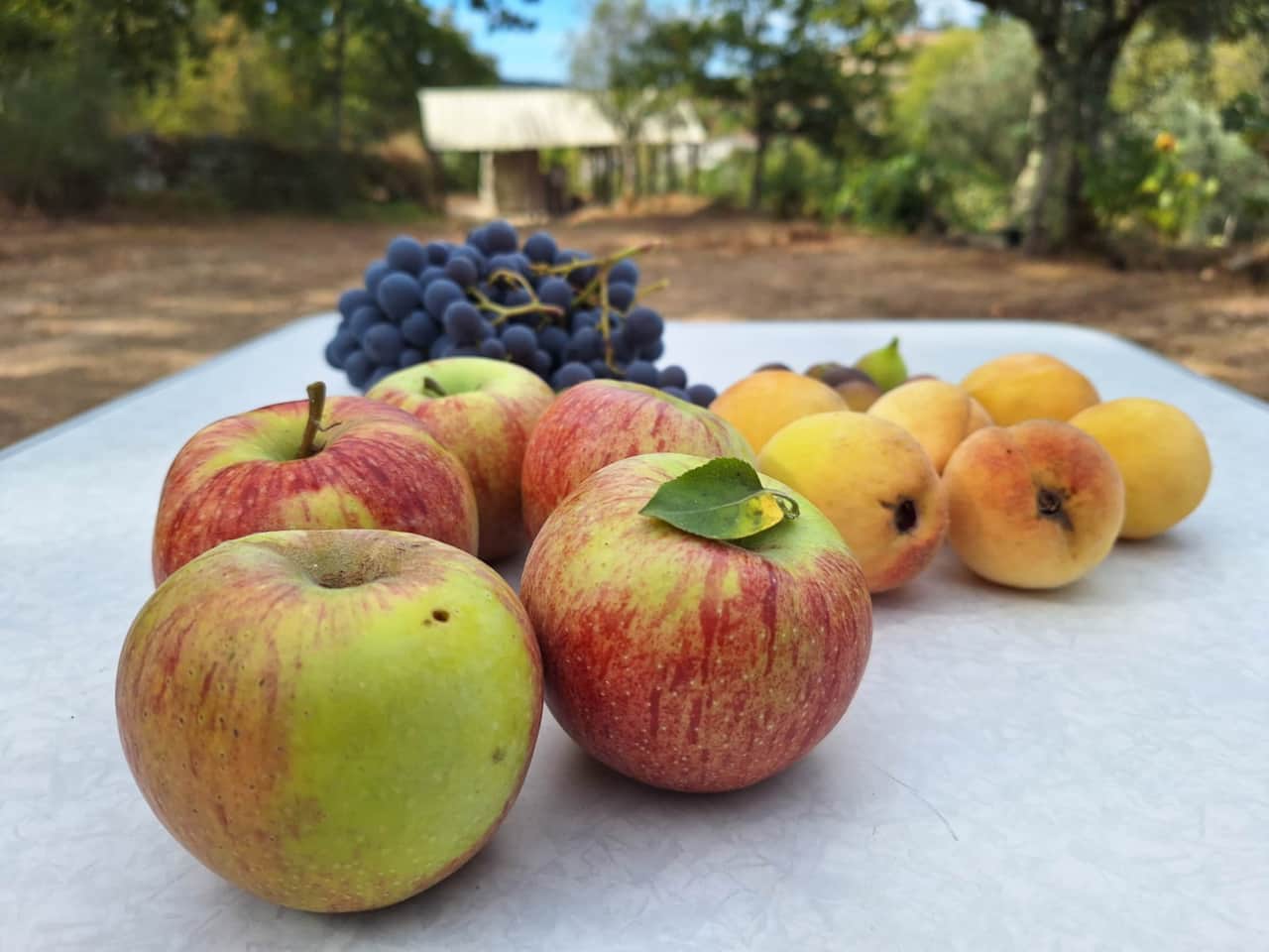 Fruit van het land