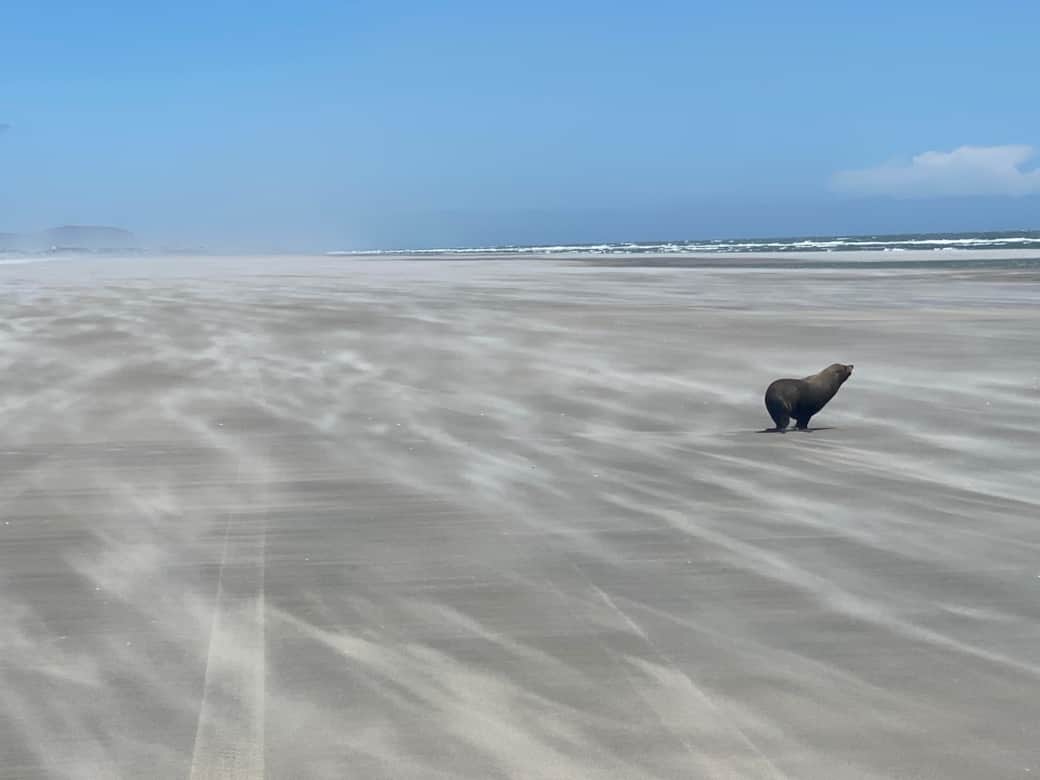 Seal on Farewell Spit
