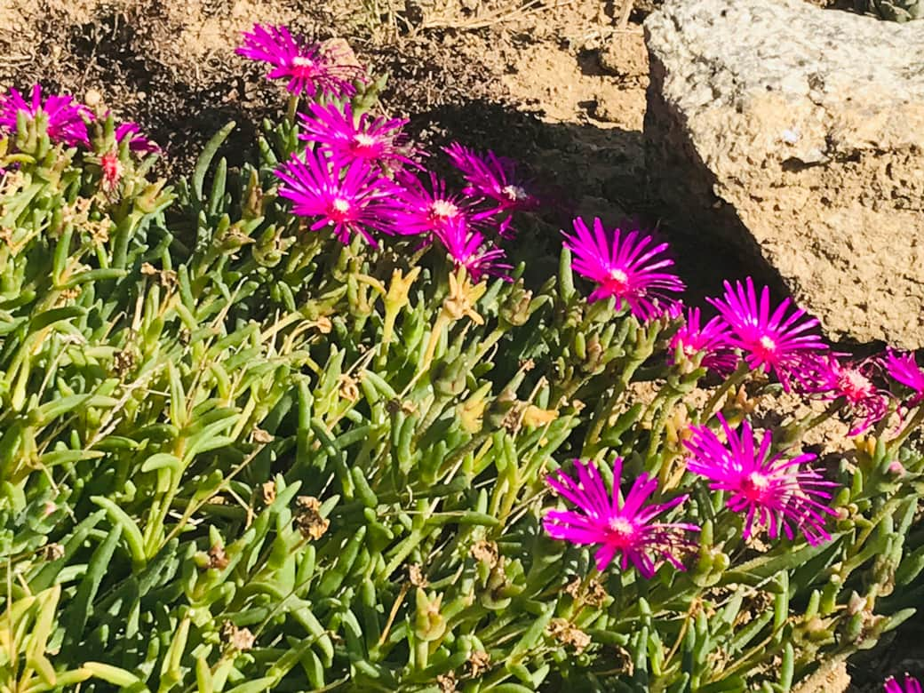 La Blatière - Flowers