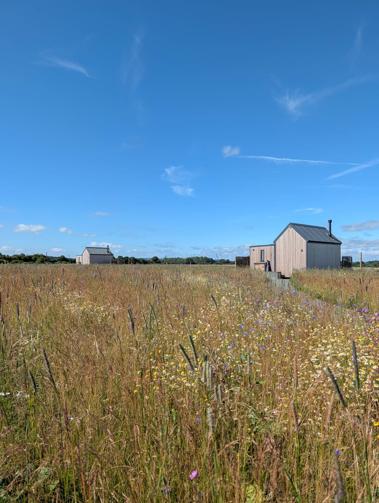 Wild meadow in Spring/Summer