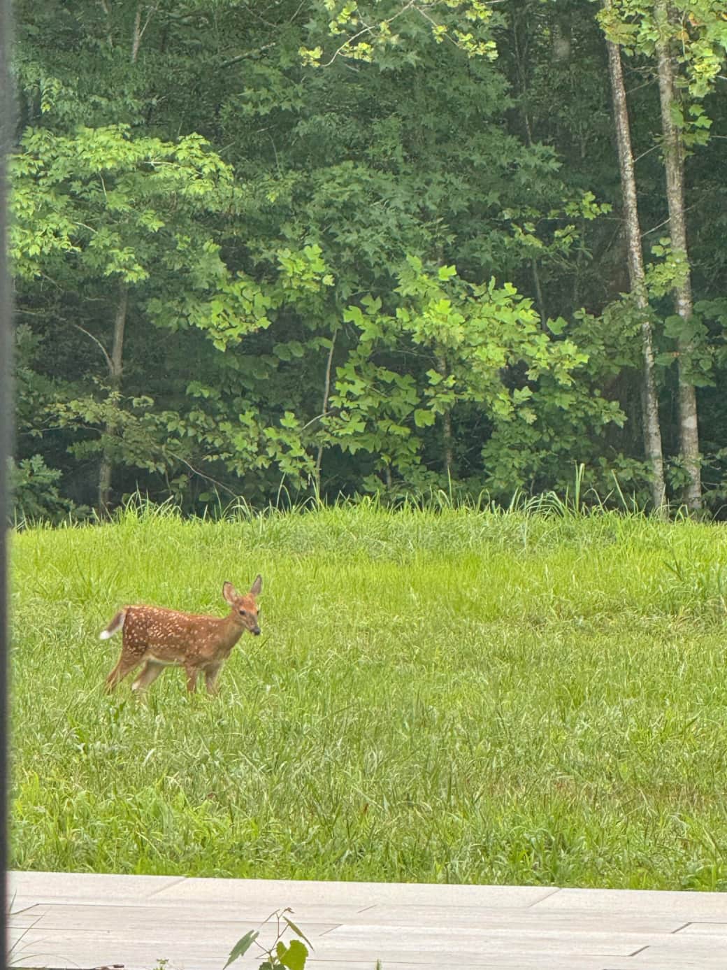 Deer