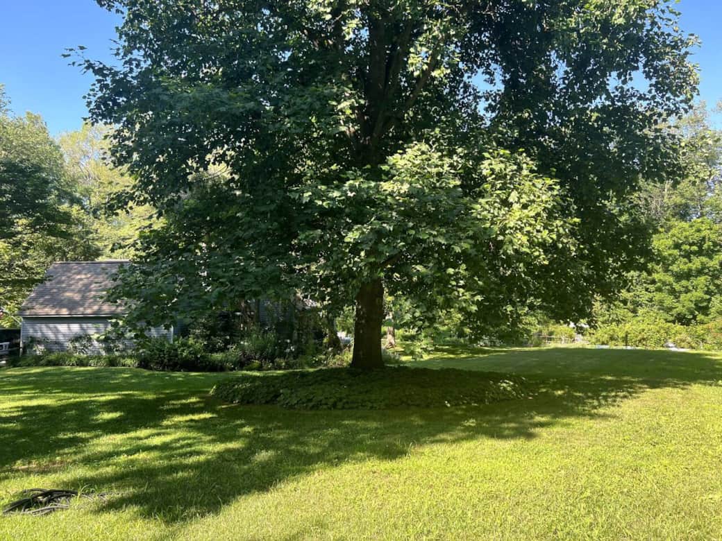 backyard