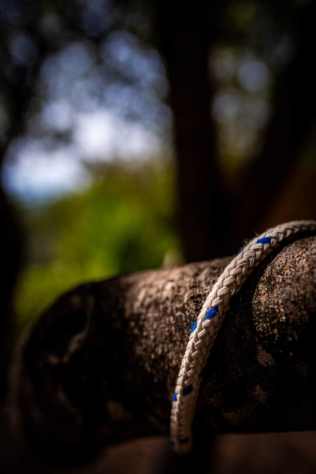 Corde arbre
