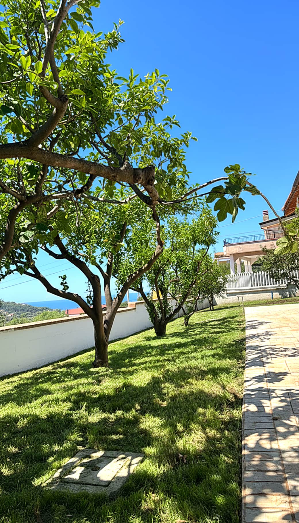 Spacious garden with fruit trees (lemon, fig, mandarin, orange, pomegranate, mulberry, persimmon)