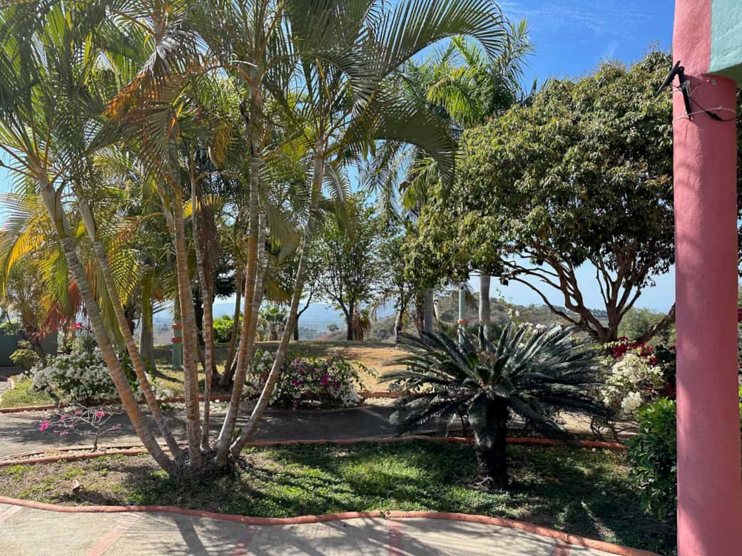 Yard palms cicas