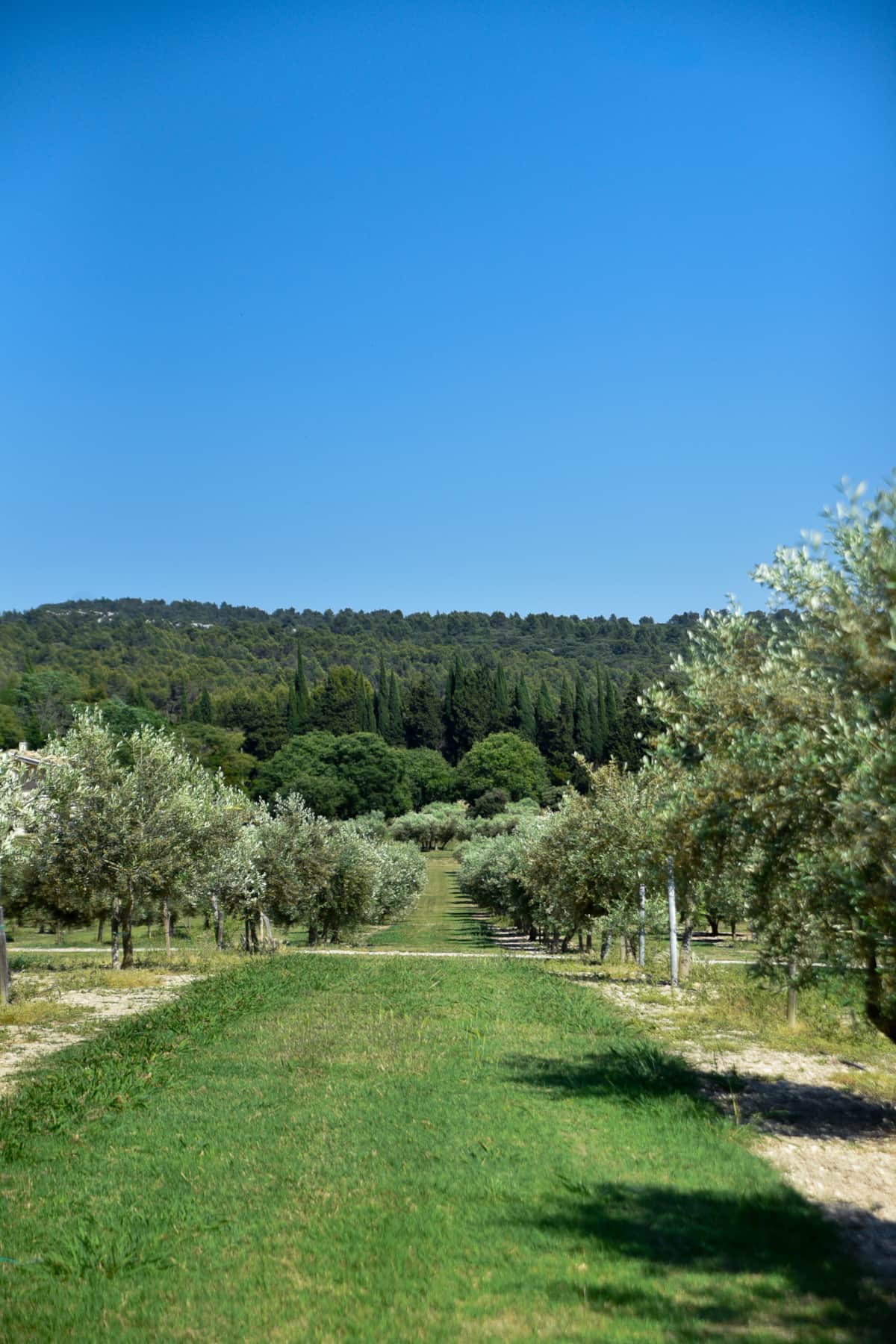 Aceite de oliva Terre de Laudun