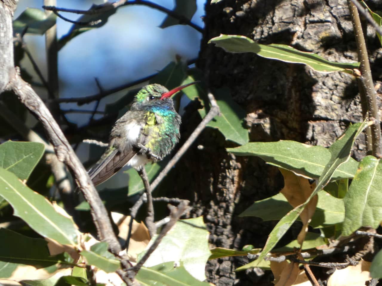 Broadbilled Hummingbird