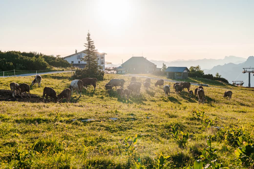 Almgebiet Feuerkogel