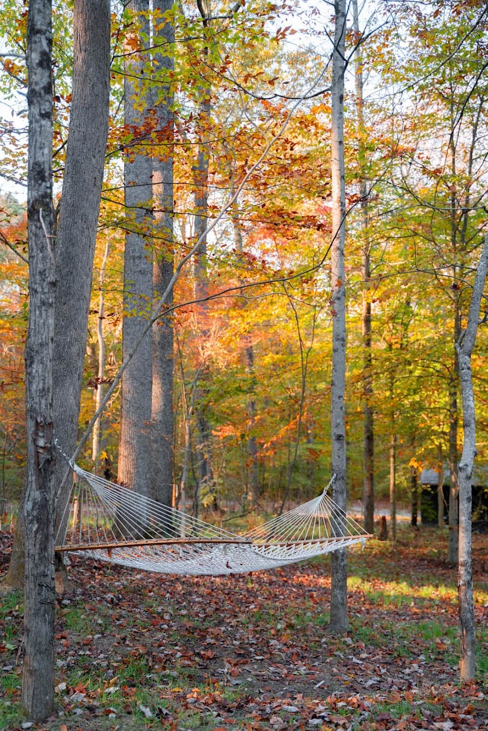 Hammock fall squire