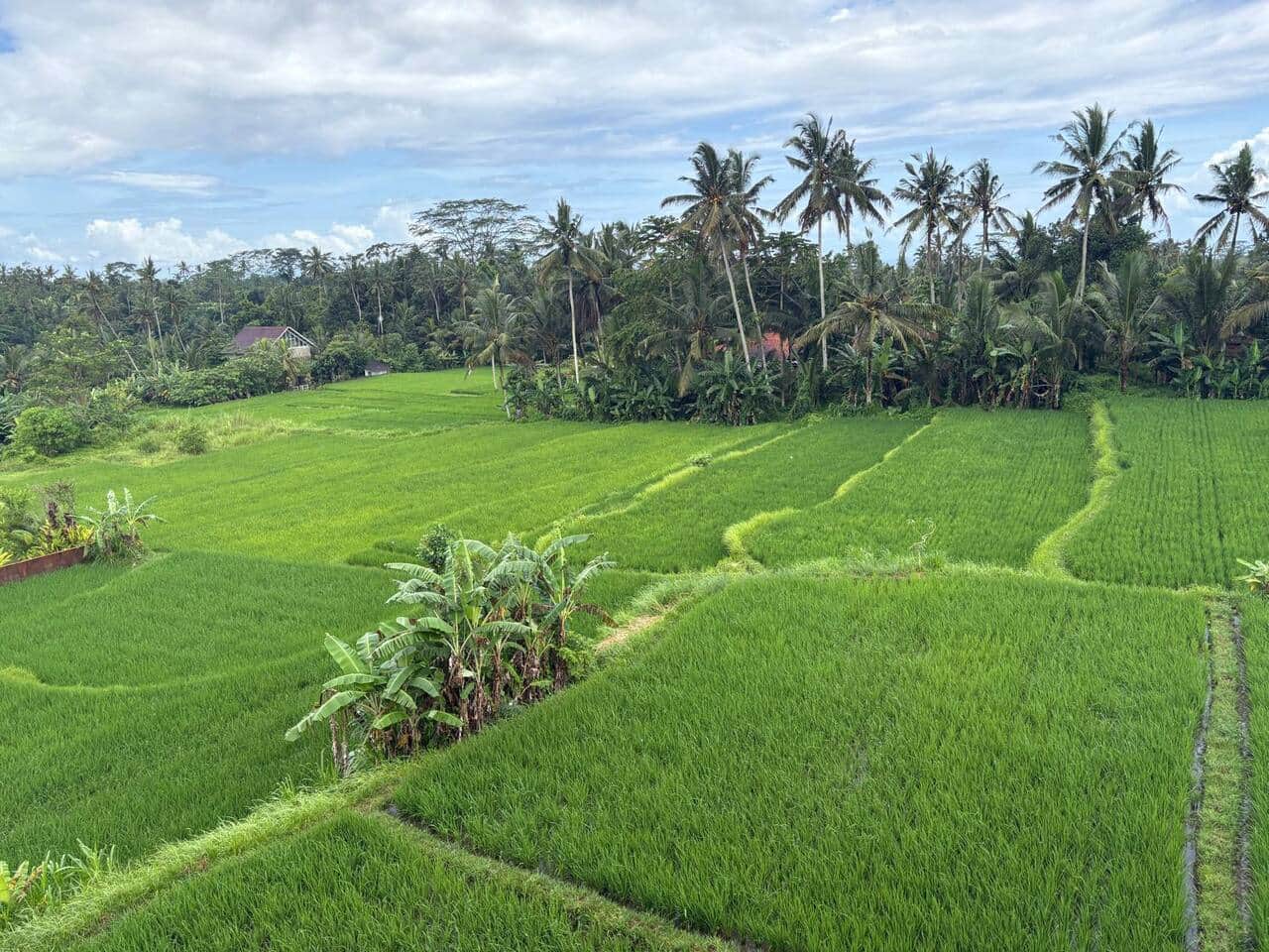 Reisfeldblick von privater Villa nahe Ubud auf Bali