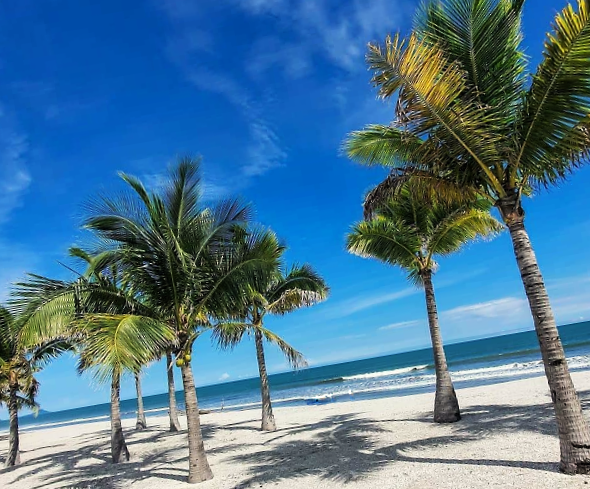 Playa Caracol Palm Trees on the Beach | Chame, Panama - 2 Rentals Casa Playa Caracol  & Casa Caracol