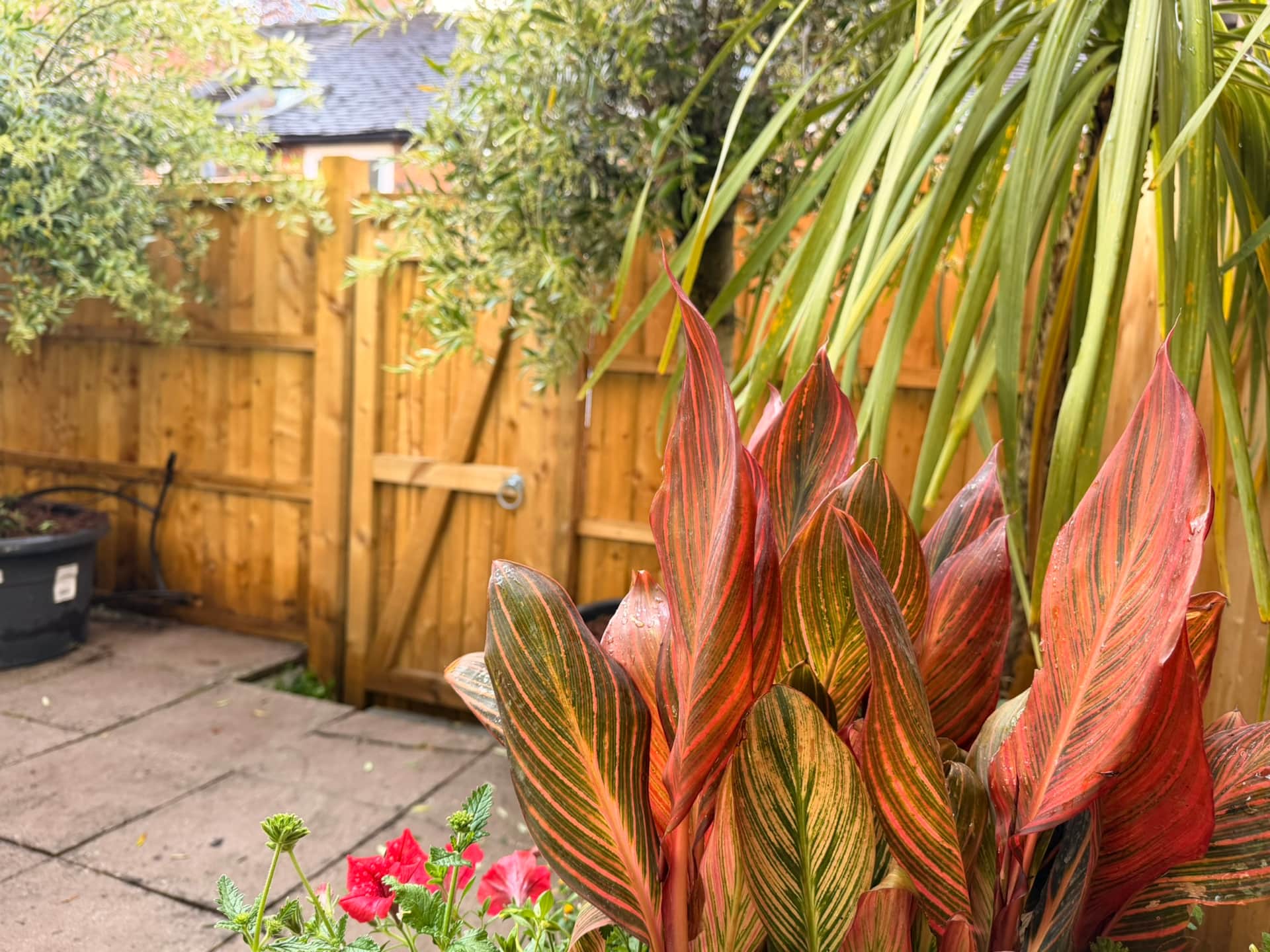 Wide view of Jasmine Cottage courtyard garden with table and chairs