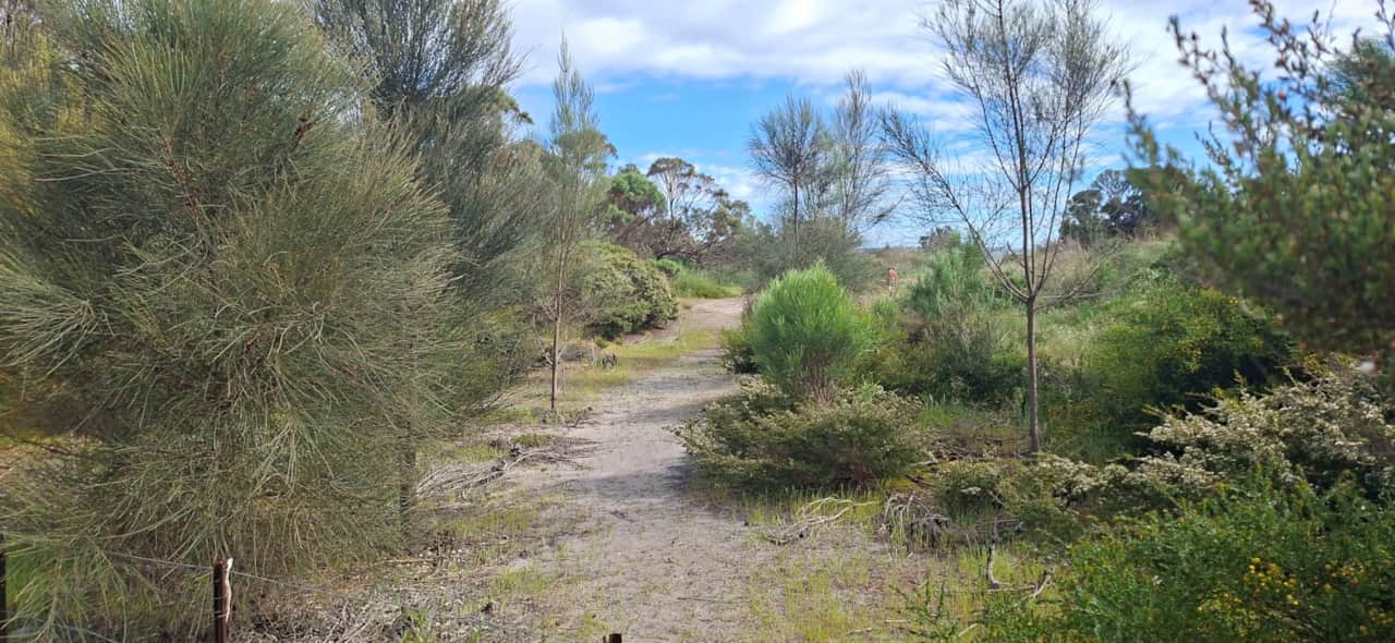 Walk through native bush to the secluded beach