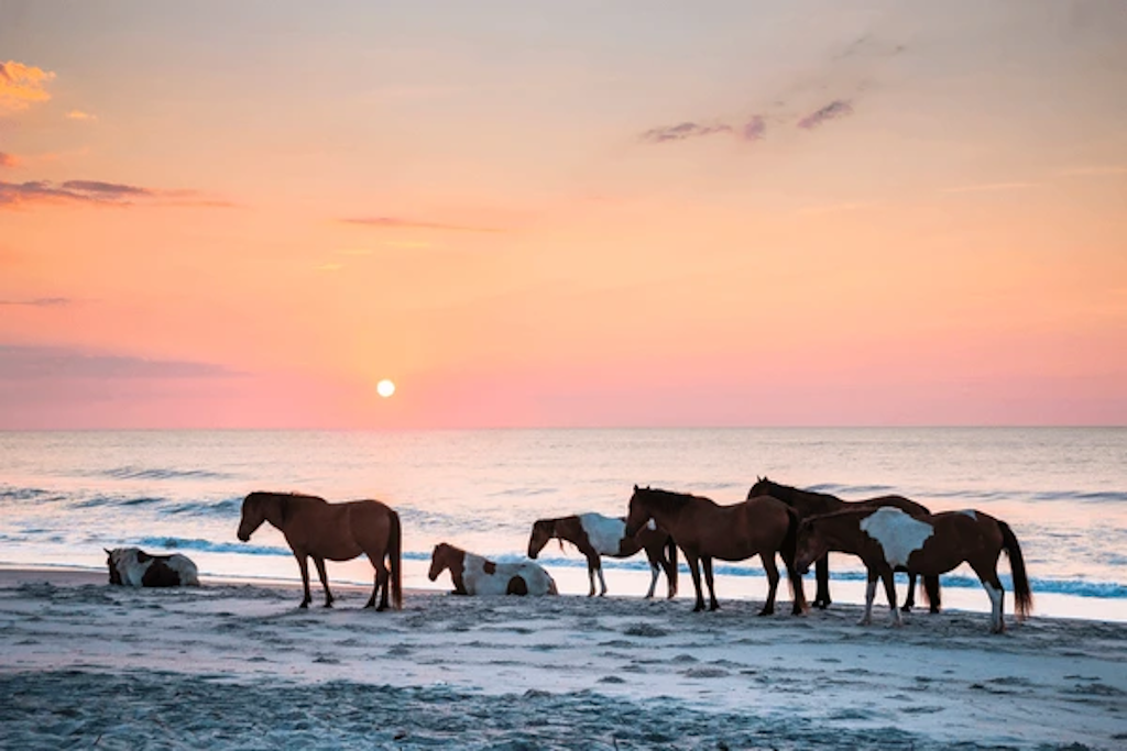 Assateague Wild Horses