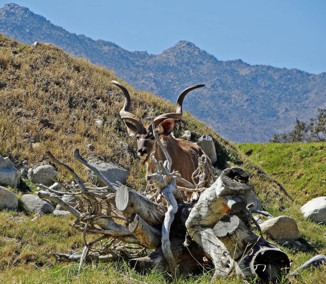Kudu Hiding, Living Desert 