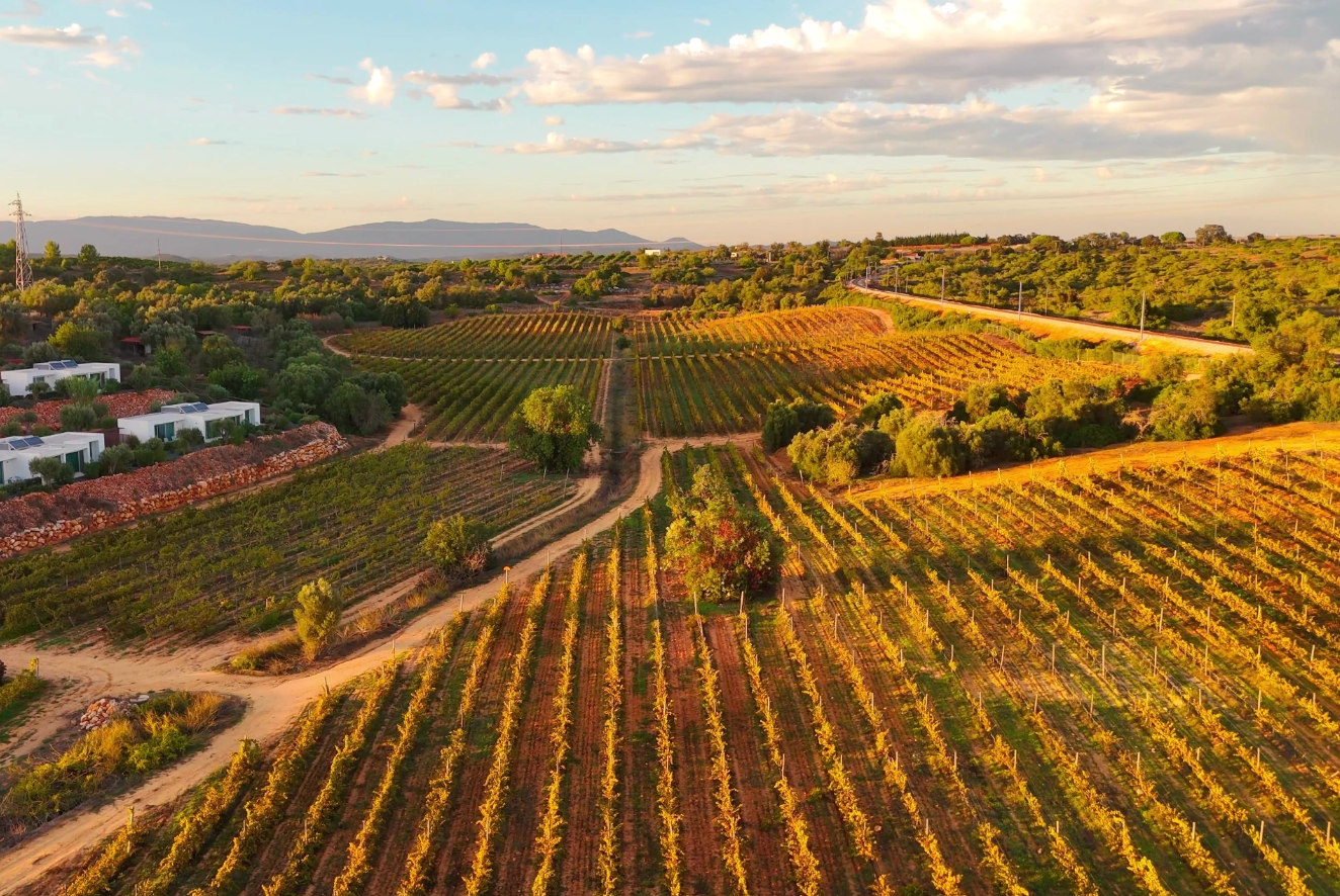 Vignobles et vins de l’Algarve