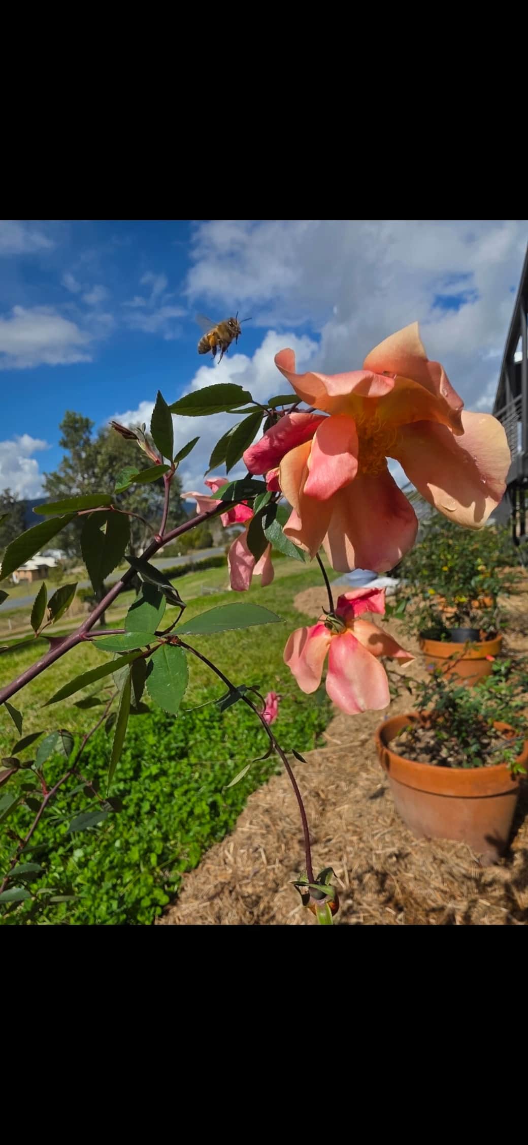 Mutabilis roses a haven for the Superb Fairy Wren . Mutabilis roses a haven for the Superb Fairy Wren .