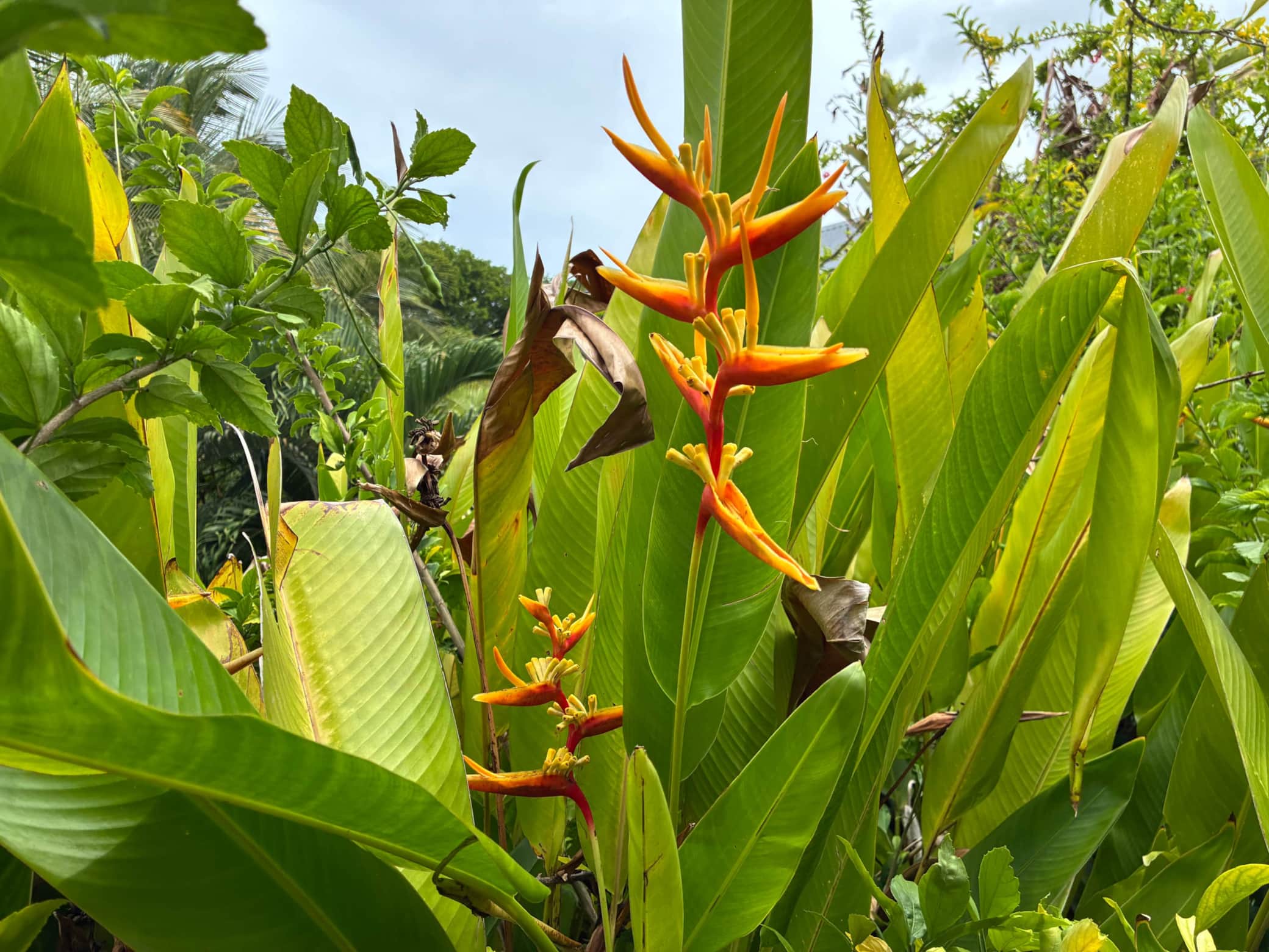 Oiseau Paradis