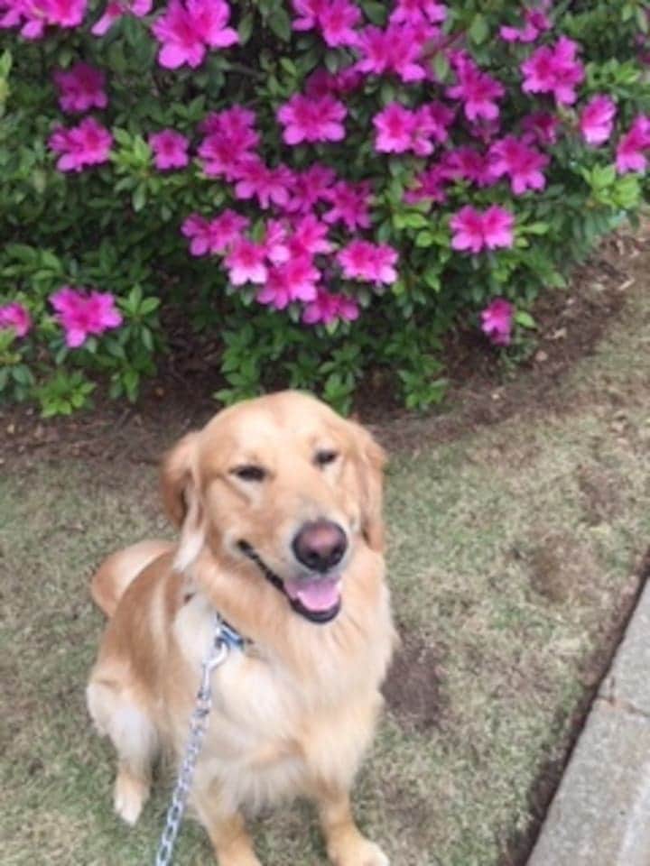 2pets welcome. $75/night pet fee or $210 a 3nts. We've dog bowls/treats. No: pets on furniture/wet pets in home, use our crate when U leave 4 pets. Walk pets off property¬ on neighbor's adjoining vacant land to excrete. CleanUp after pets. 2pets welcome. $75/night pet fee or $210 a 3nts. We've dog bowls/treats. No: pets on furniture/wet pets in home, use our crate when U leave 4 pets. Walk pets off property¬ on neighbor's adjoining vacant land to excrete. CleanUp after pets.