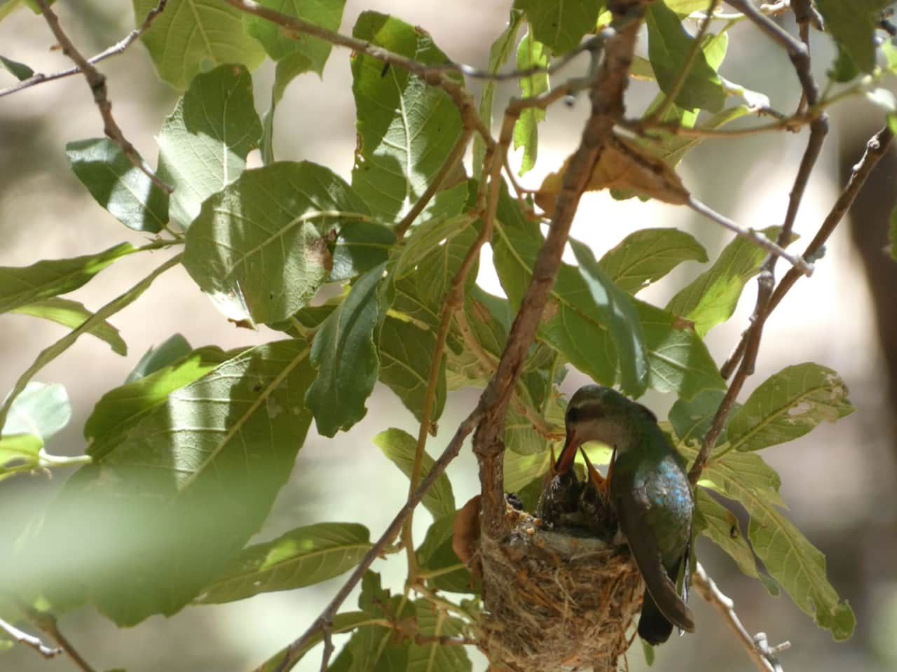 Broad Billed Hummingbird Nest
