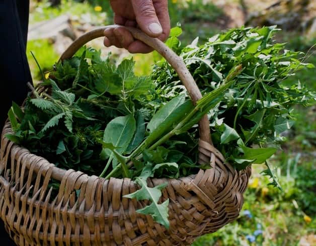 Foraging