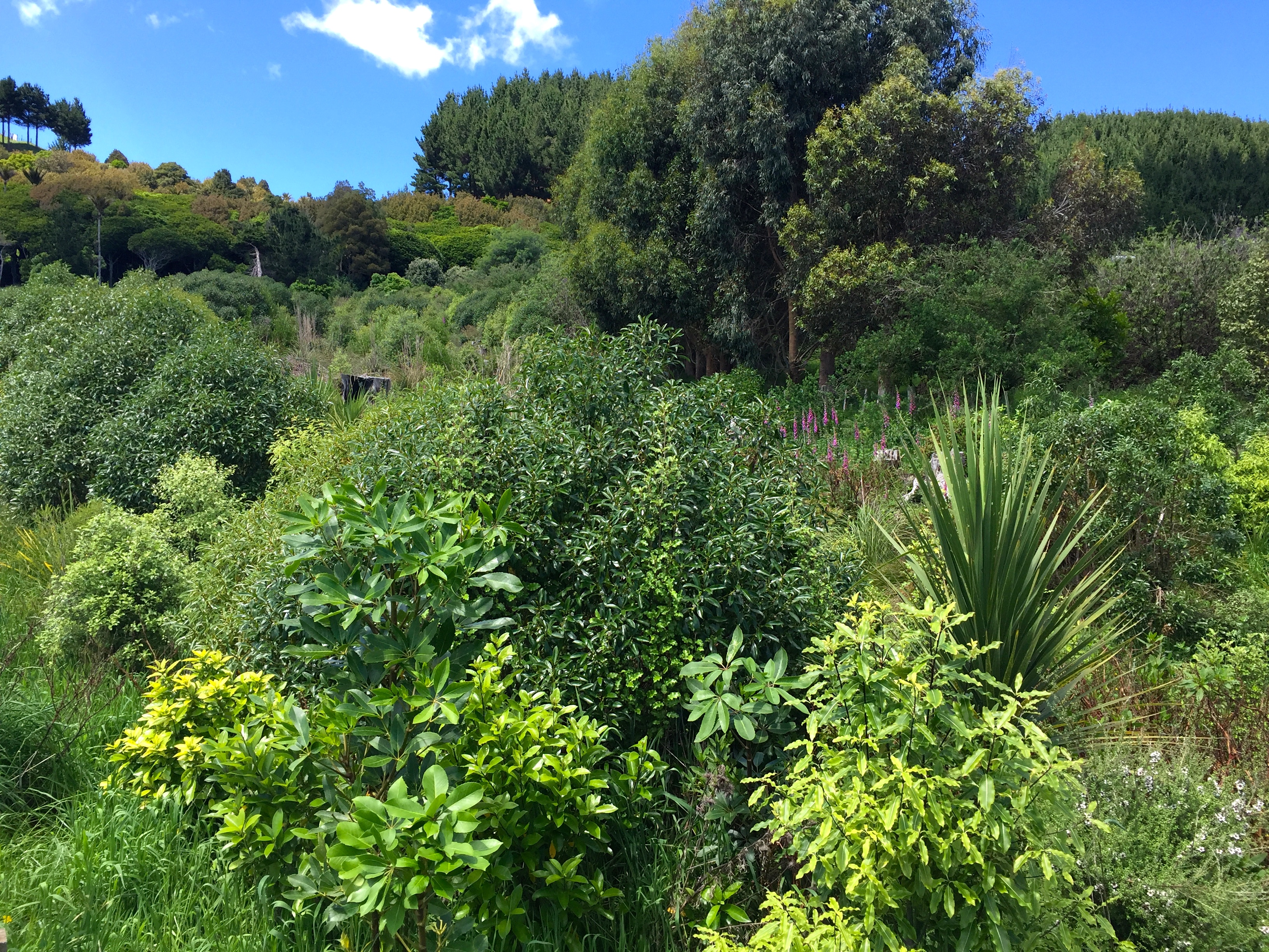 Aston Road Villas Riparian protected stream.