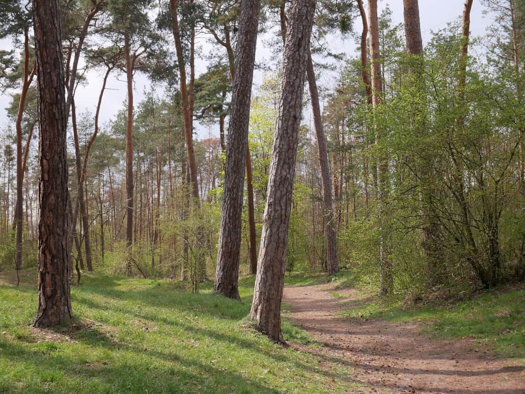 Lennebergwald bei Mainz-Gonsenheim