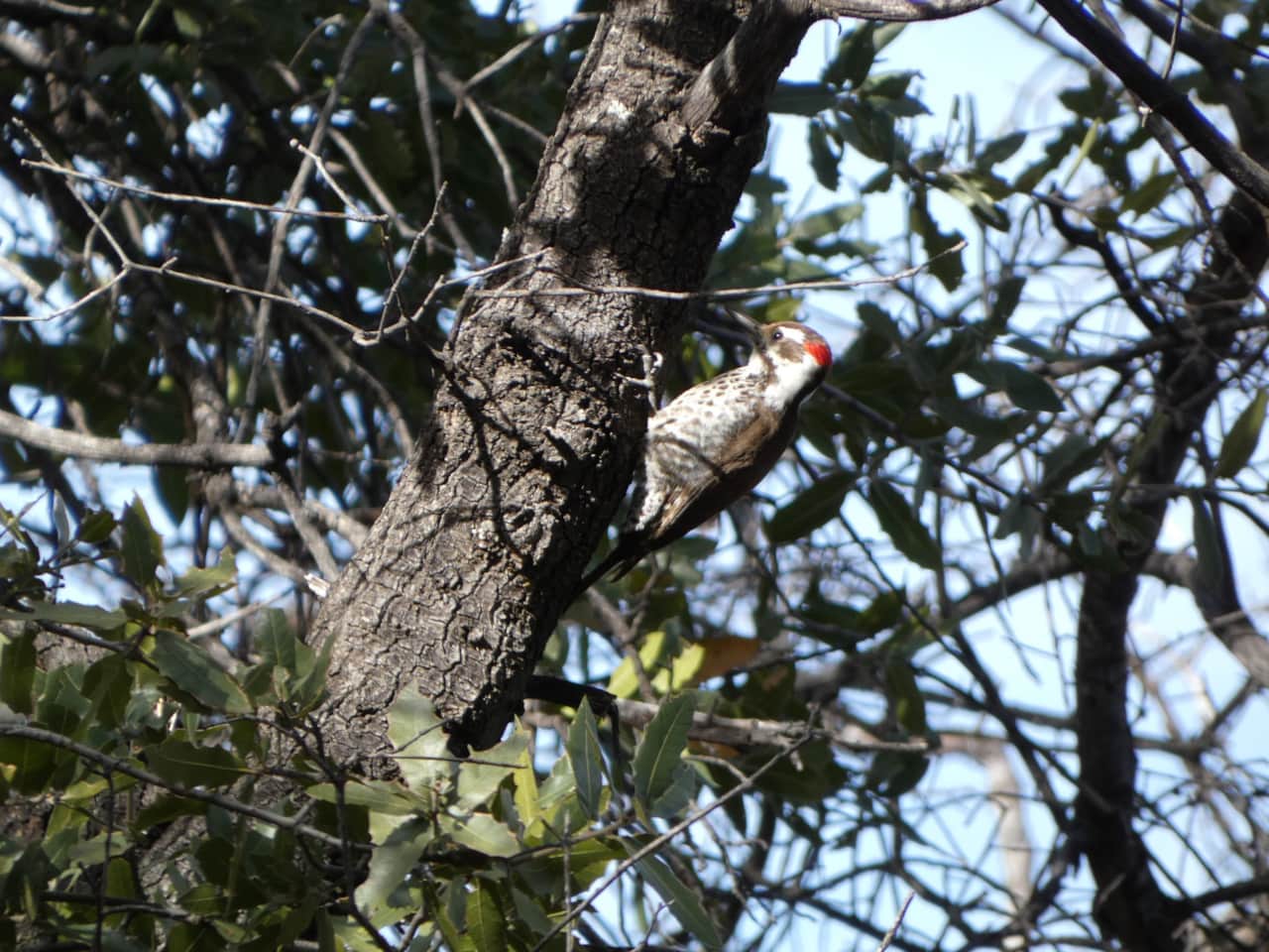 Arizona Woodpecker