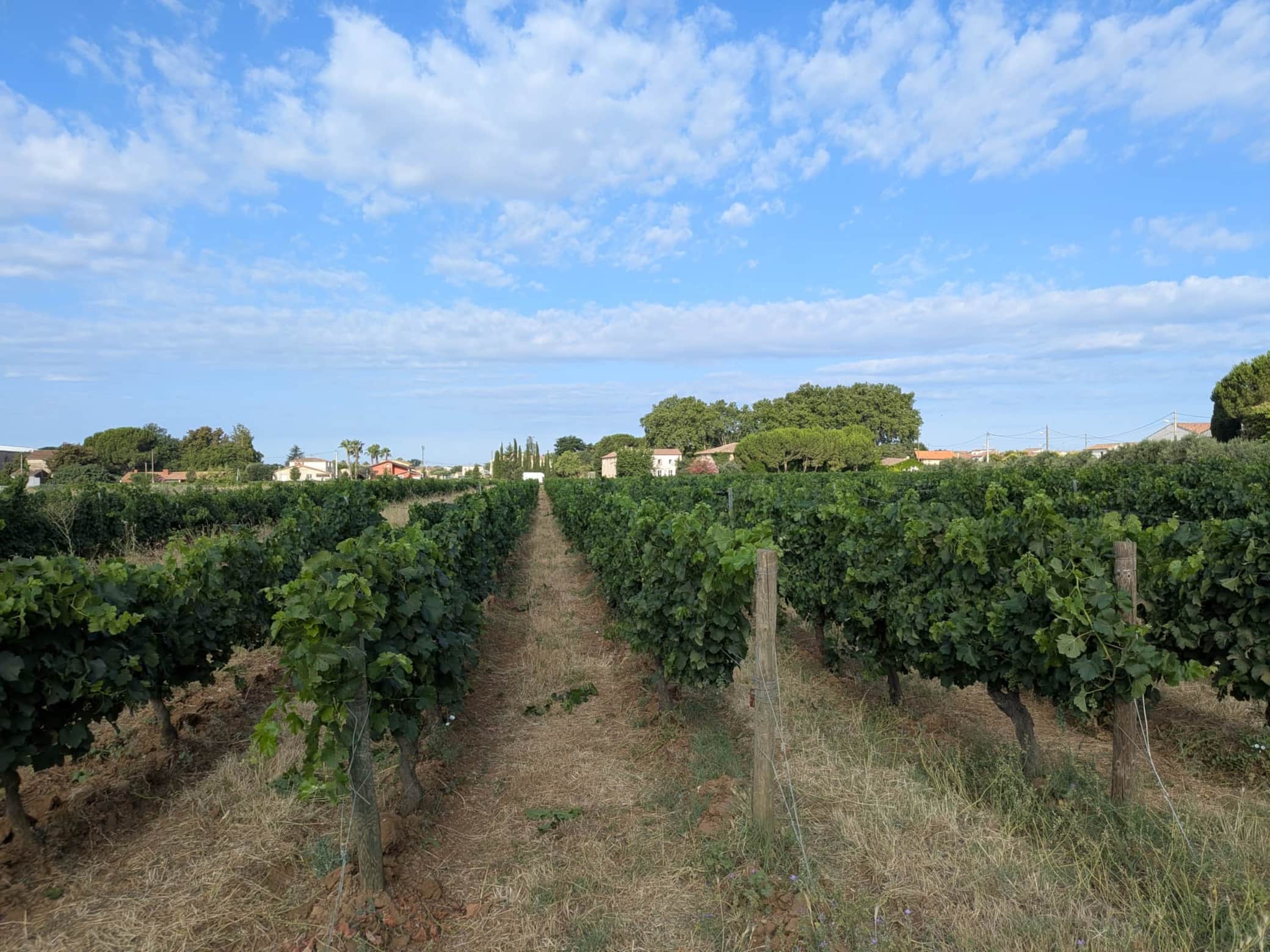 Vignes