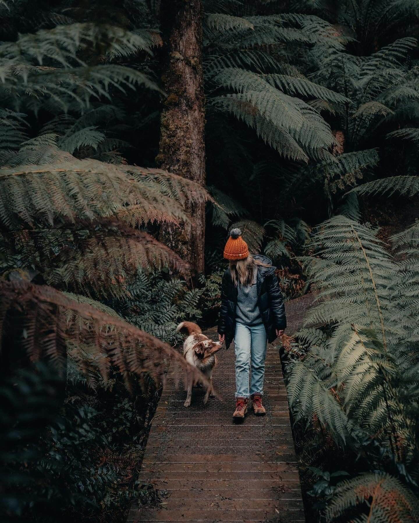 Forest Dog