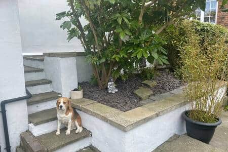 Beagle and any other pooch friendly