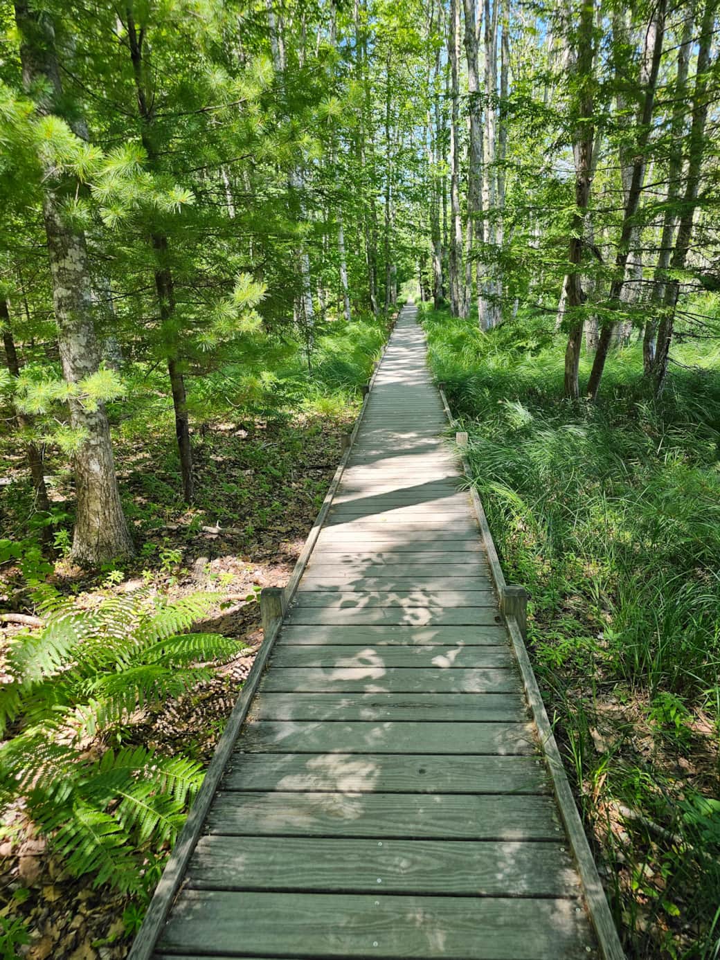The Jessup Path just off the Wild Gardens of Acadia is a smooth and dreamy walk