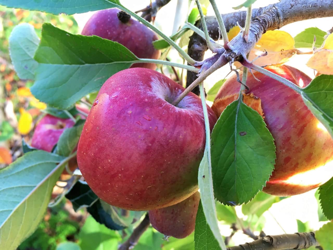 Apples ready for picking