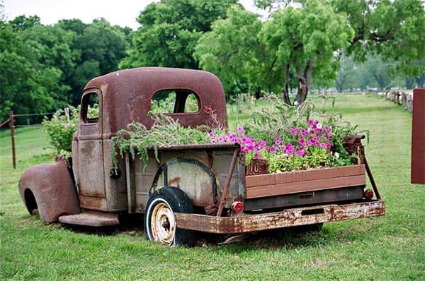 Old truck with gorgeous plants in the bed. Old truck with gorgeous plants in the bed.
