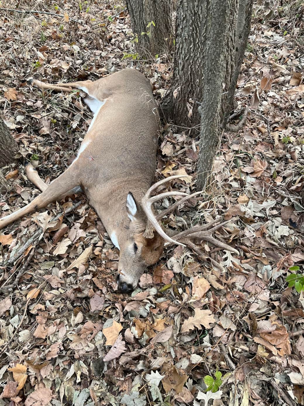 Deer 2
