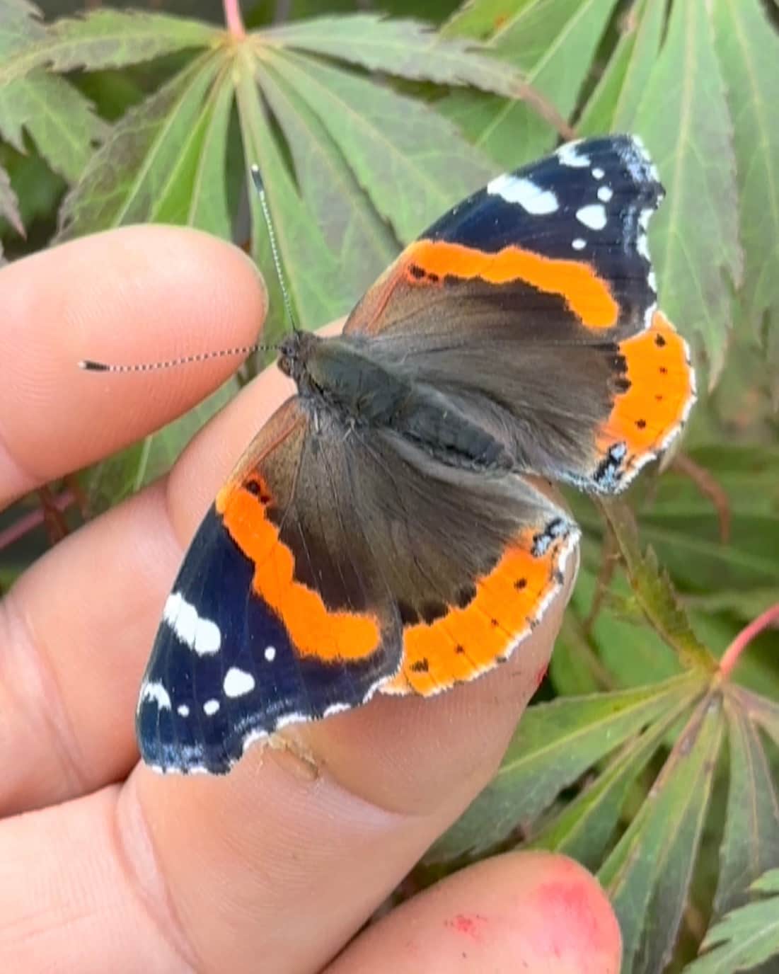 A colorful cisitor in the garden