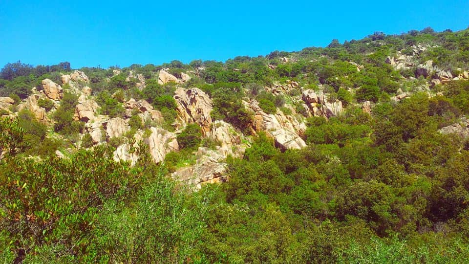 Bosque de Coti-Chiavari