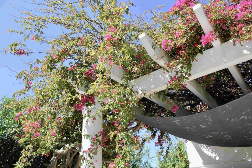 Villa izabella plant
