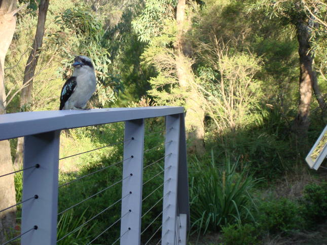 Local Neighbour Flies In