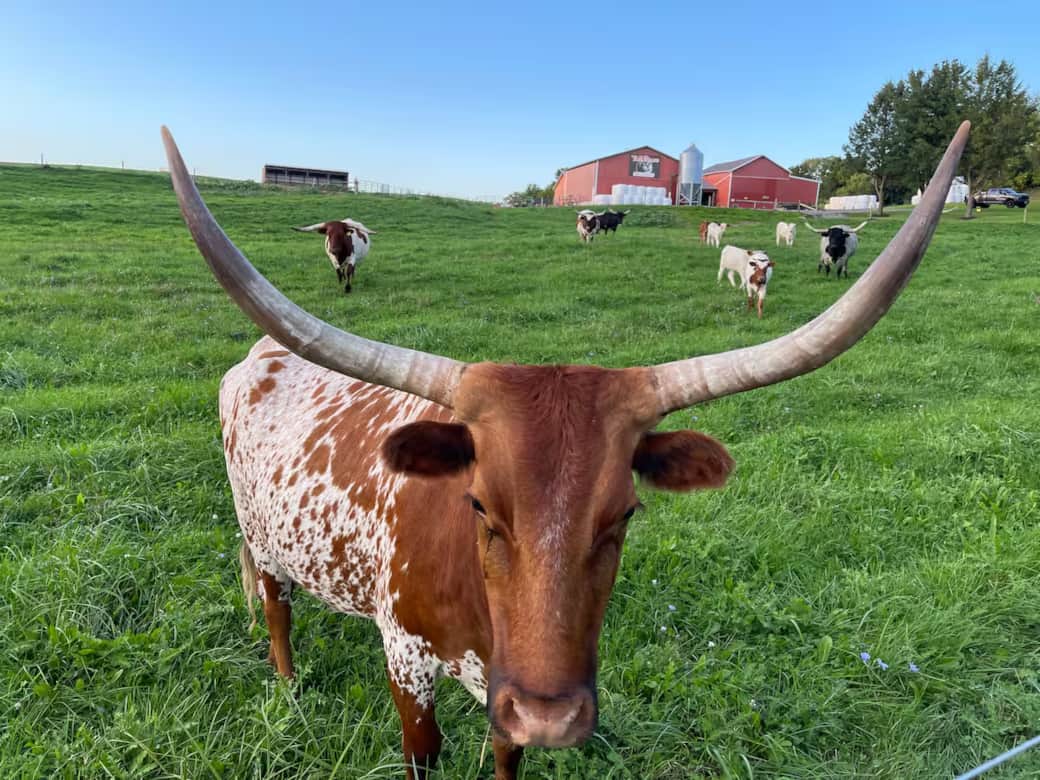 Long Horn Cow Behind House