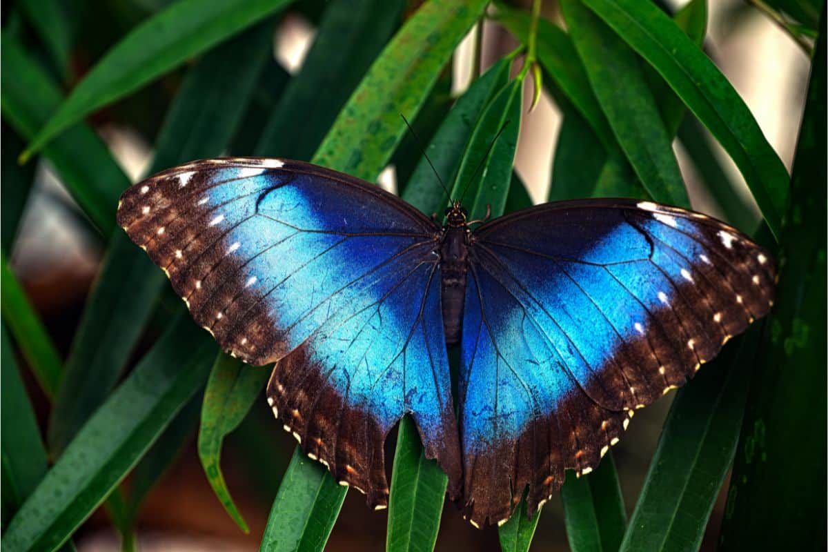 Morpho butterfly viewing at Villa Sueño.jpg