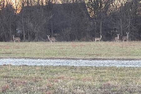 Abundant Wildlife