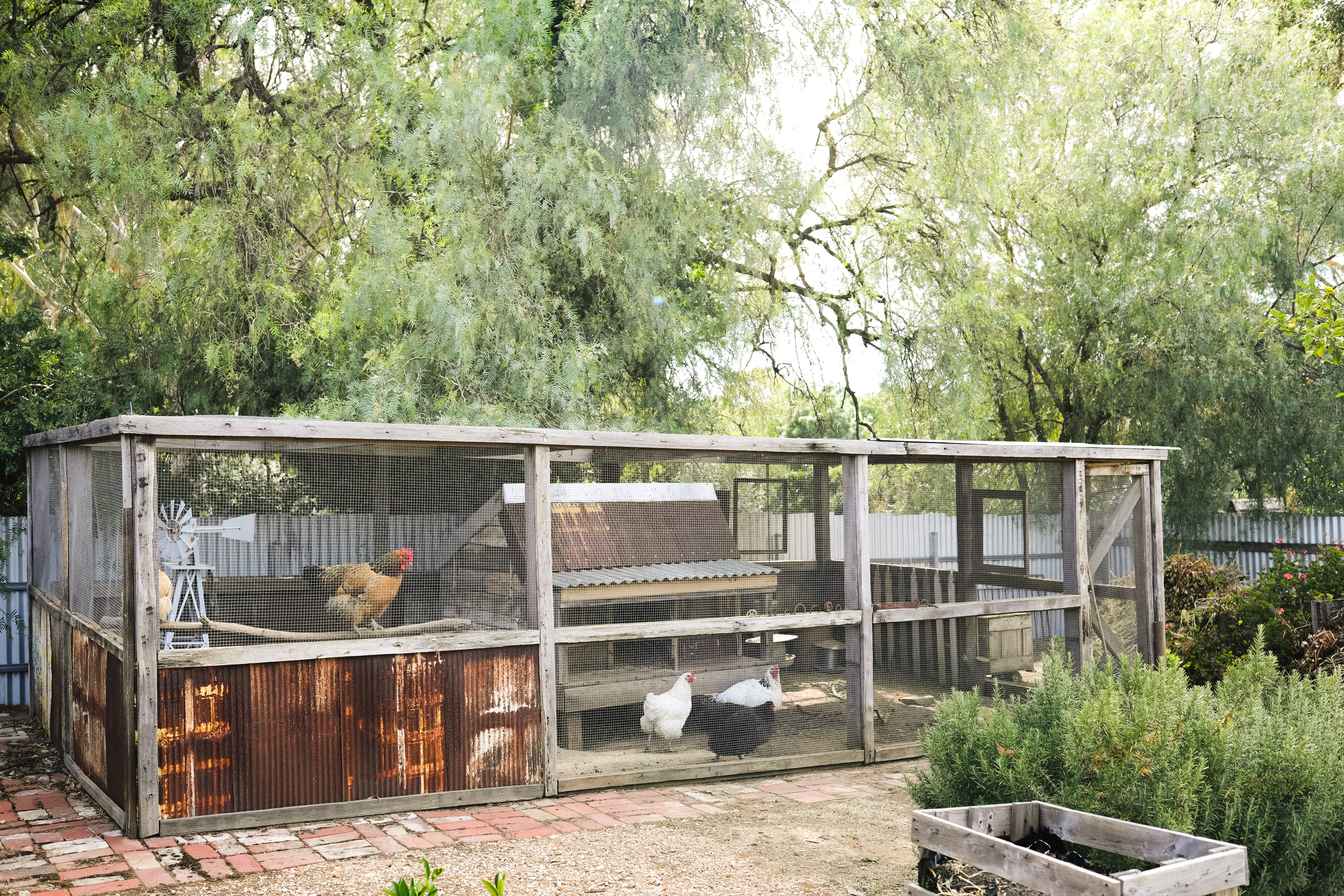 Joseph's Cottage Chickens